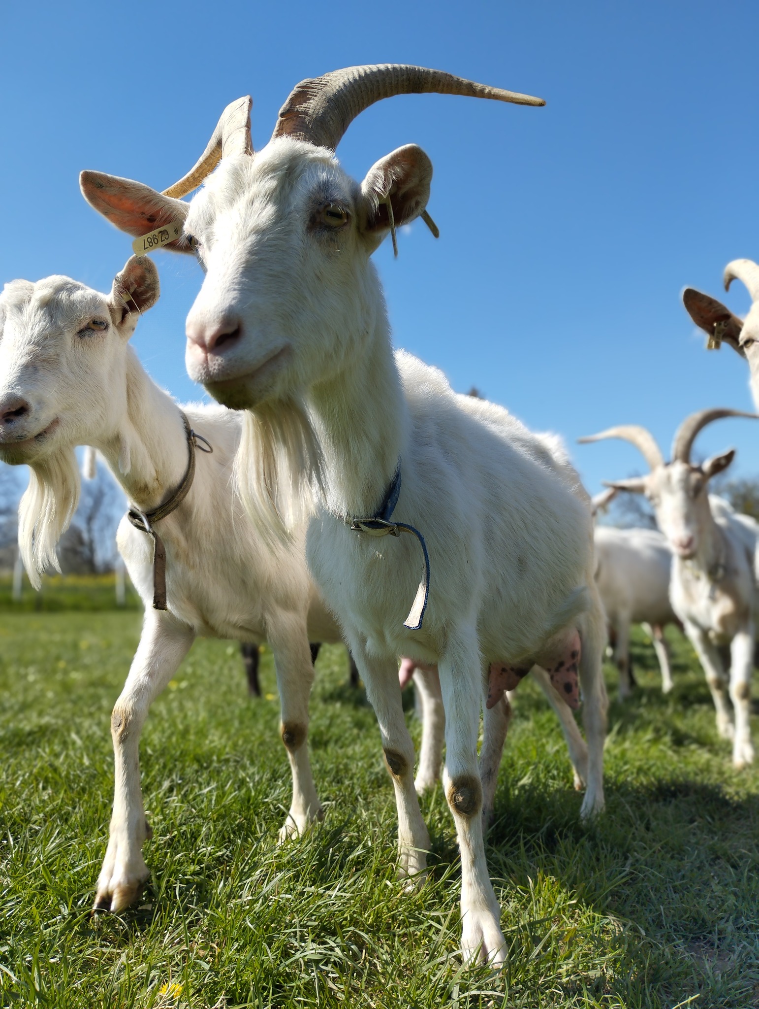 Goat farm Úvalno